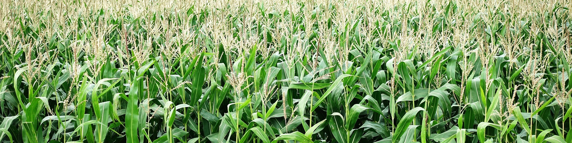 Field Of Corn