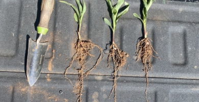 Austin Greve Twitter Tailgate