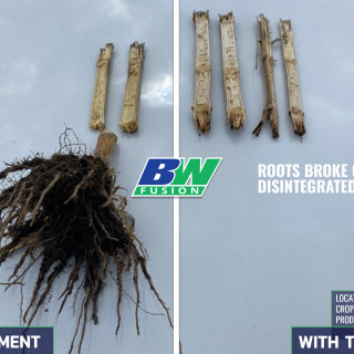 Bio Cast Plus on Corn in Canada 3 Spring 2022
