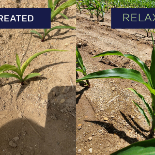 Relax Treated Untreated