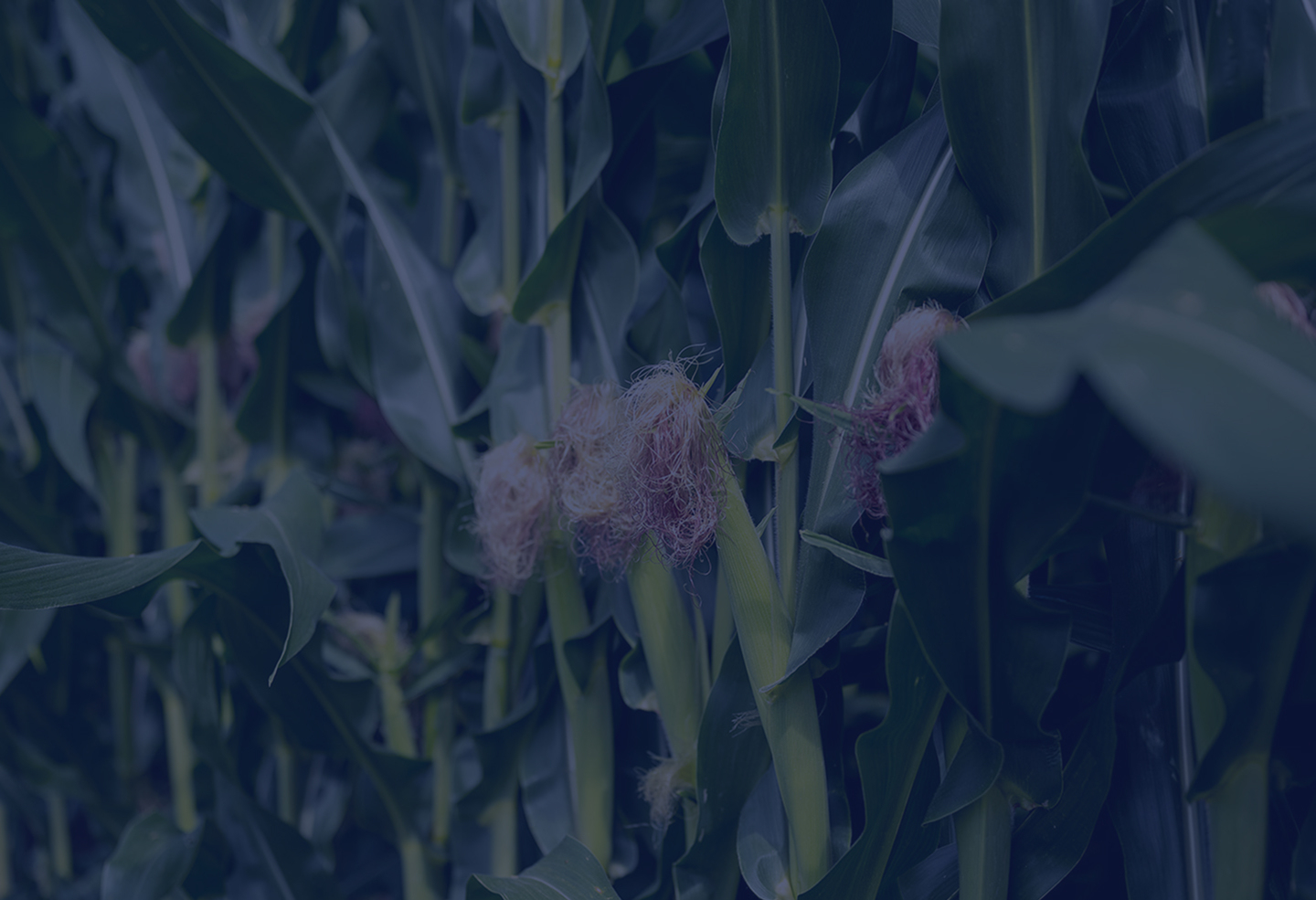 Form background