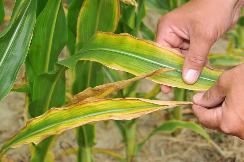 Potassium Deficiency