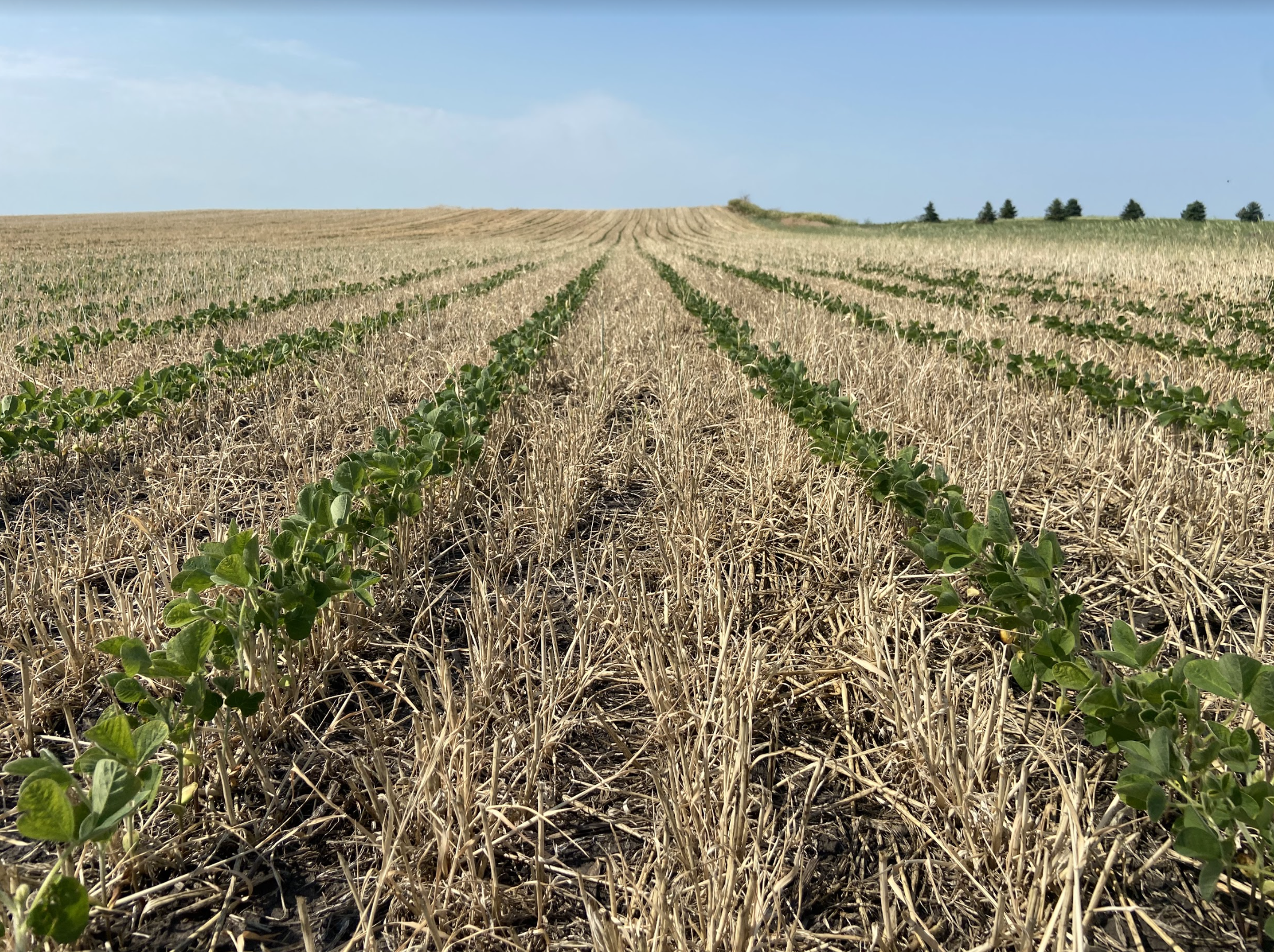 cover-crops