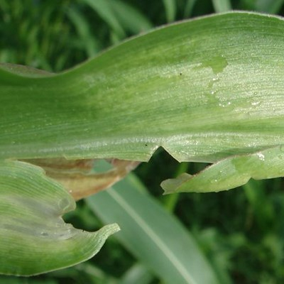 Calcium deficiency