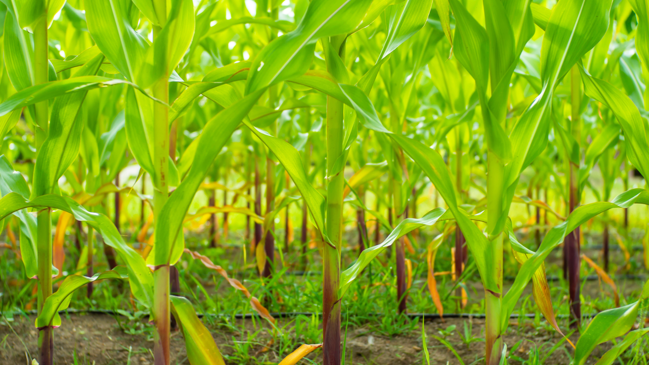 Nitrogen: An essential nutrient