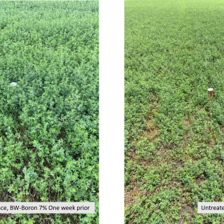 Advance and Boron treated one week ago Alfalfa
