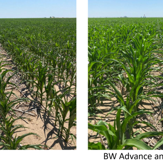 BW Advance and Boron 7 on Corn
