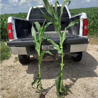 Environoc 401 Jensen Field Plant Size 6 30 2021