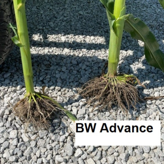 BW Advance Apply V4