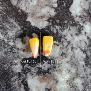 Full Sun kernel comparison