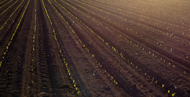 Adobe Stock 265355031