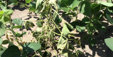 Wilting soybean leaves