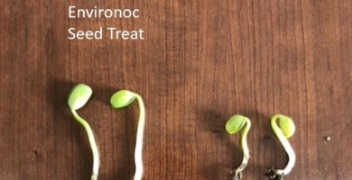 Seed Treatment Mack inc 2021