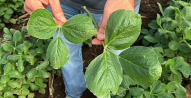 Tissue Sampling Soybeans Full Sun