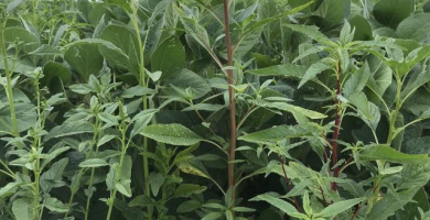 Late season waterhemp in soybean