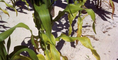 Magnesium deficiency corn