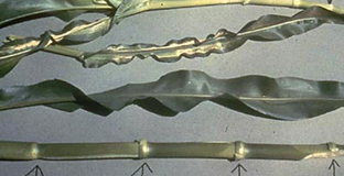 Zn deficiency corn internotes