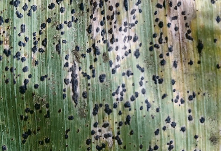 Tar Spot Disease
